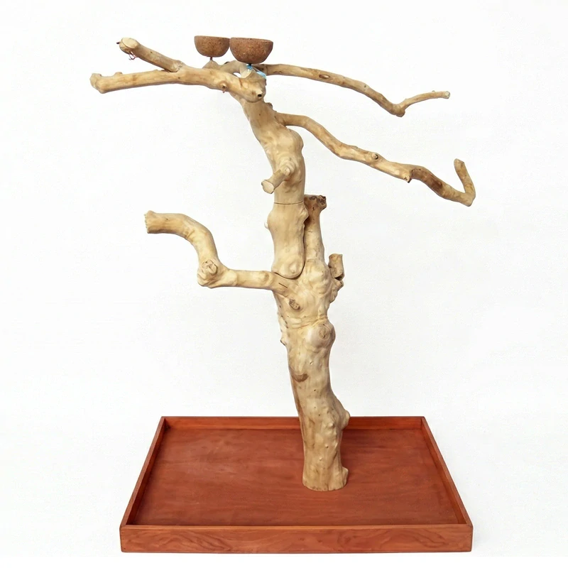 SILNÝ Kávovníkový strom BL6224