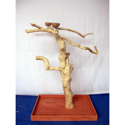 SILNÝ Kávovníkový strom BL6224