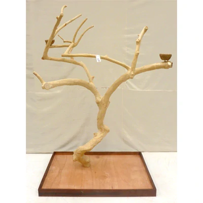 Vysoký, košatý strom z kávovníku AL3036