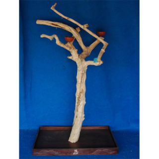 SILNÝ Kávovníkový strom BL6287