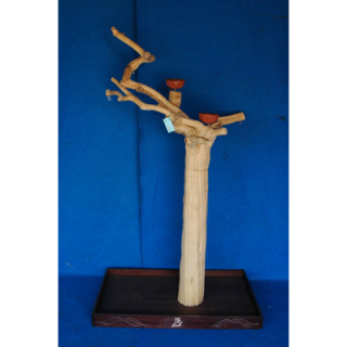 SILNÝ Kávovníkový strom BL6301