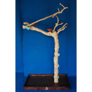 SILNÝ Kávovníkový strom BL6308