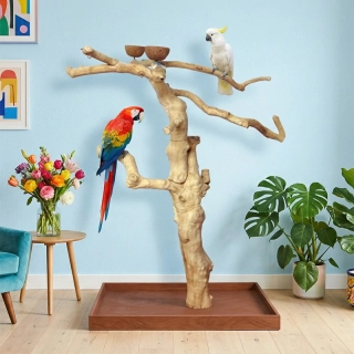 SILNÝ Kávovníkový strom BL6224