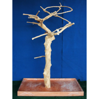 EXTRA vysoký, košatý strom z kávovníku AM2123