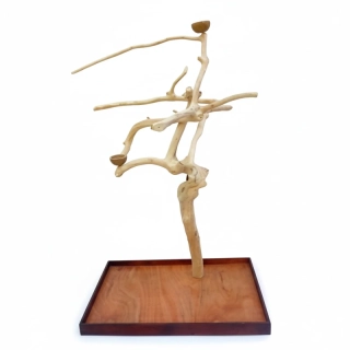 Vysoký, rozložitý strom z kávovníku AL3031