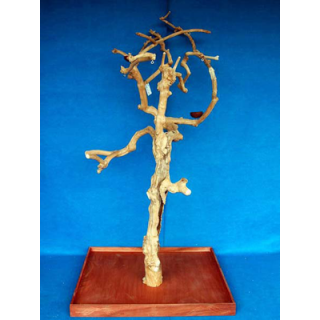 EXTRA vysoký, košatý strom z kávovníku AM2172 - NÁDHERNÝ