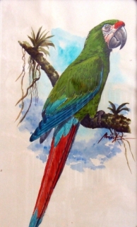 Originál akvarel v kliprámu ara vojenský