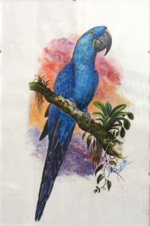 Originál akvarel v kliprámu ara hyacintový