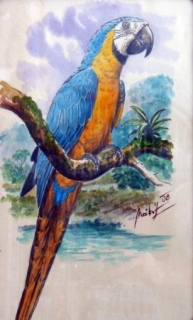 Originál akvarel v kliprámu ara ararauna