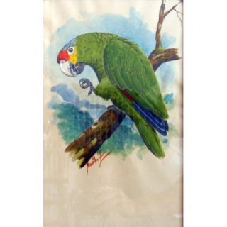 Originál akvarel v kliprámu amazoňan žlutolící