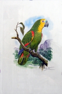 Originál akvarel v kliprámu amazoňan