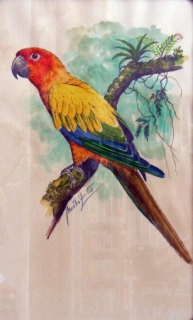 Originál akvarel v kliprámu aratinga sluneční