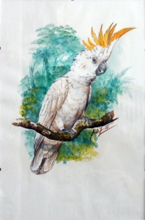 Originál akvarel v kliprámu kakadu žlutočečelatý