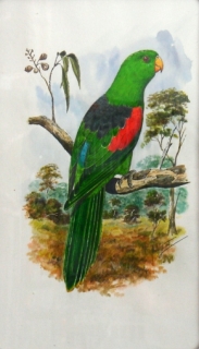 Originál akvarel v kliprámu papoušek červenokřídlý