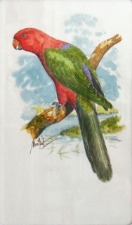 Originál akvarel v kliprámu papoušek karmínový