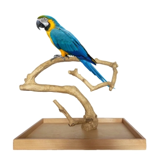 Strom z kávovníku s podstavou velikosti L s 3XL silnými větvemi pro velké papoušky