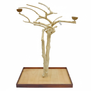 Košatý strom z kávovníku AM2762