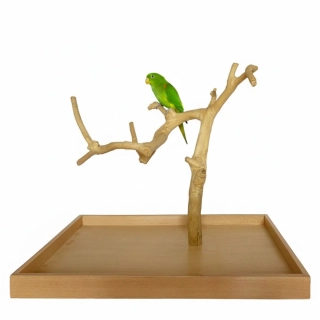 Strom z kávovníku s podstavou velikosti L střední a malé papoušky