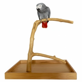 Strom z kávovníku s podstavou velikosti M střední a malé papoušky