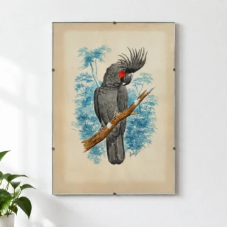 Originál akvarel v kliprámu kakadu palmový